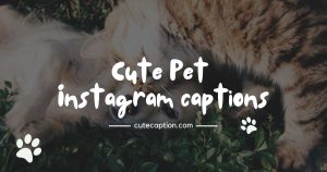 Pet-captions-for-Instagram
